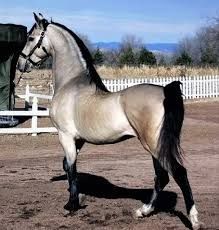 a horse standing in the dirt next to a white fence and a green trailer behind it