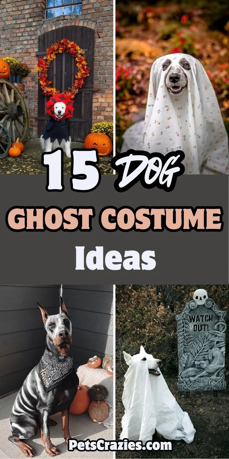 Image features four dog ghost costume ideas for Halloween. The text "15 Dog Ghost Costume Ideas" is displayed in bold, playful font. The costumes range from simple white sheet ghost outfits to more creative and spooky designs, including pumpkins and eerie decorations. The overall theme emphasizes fun, easy-to-make dog costumes perfect for Halloween celebrations, adding an element of seasonal festivity to your pet's look. Simple Dog Costumes, Simple Dog Costumes Diy, Diy Ghost Costume For Dog, Easy Homemade Dog Costumes, Last Minute Dog Costume, Costume For Black Dog, Diy Dog Ghost Costume, Easy Dog Halloween Costumes, Easy Dog Costumes Diy