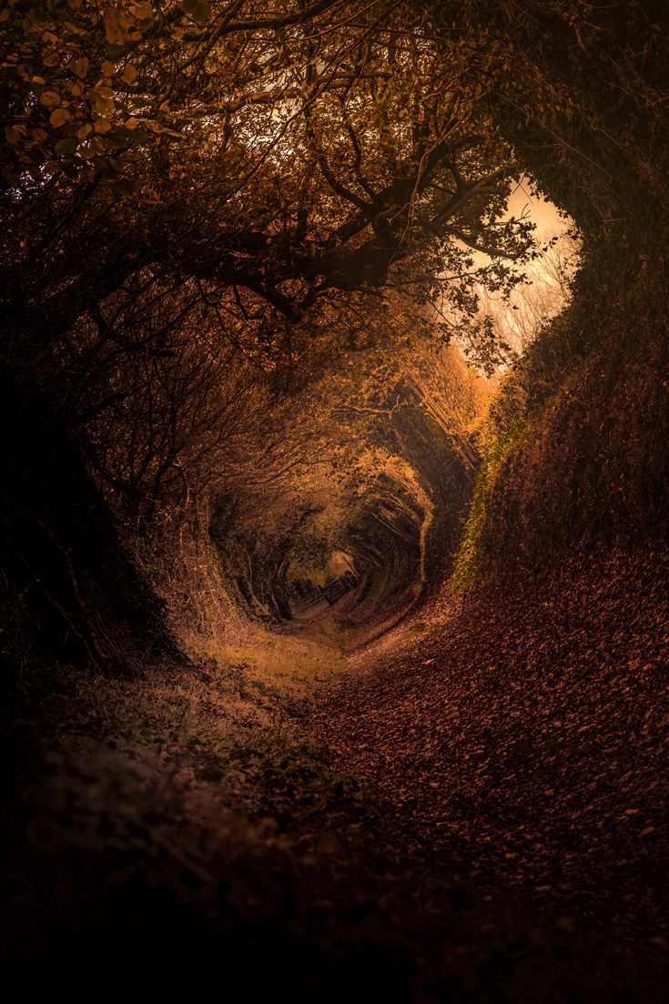 a tunnel in the woods with leaves on the ground and trees growing out of it