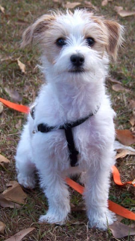 a small white dog standing on top of a grass covered field next to orange ribbon