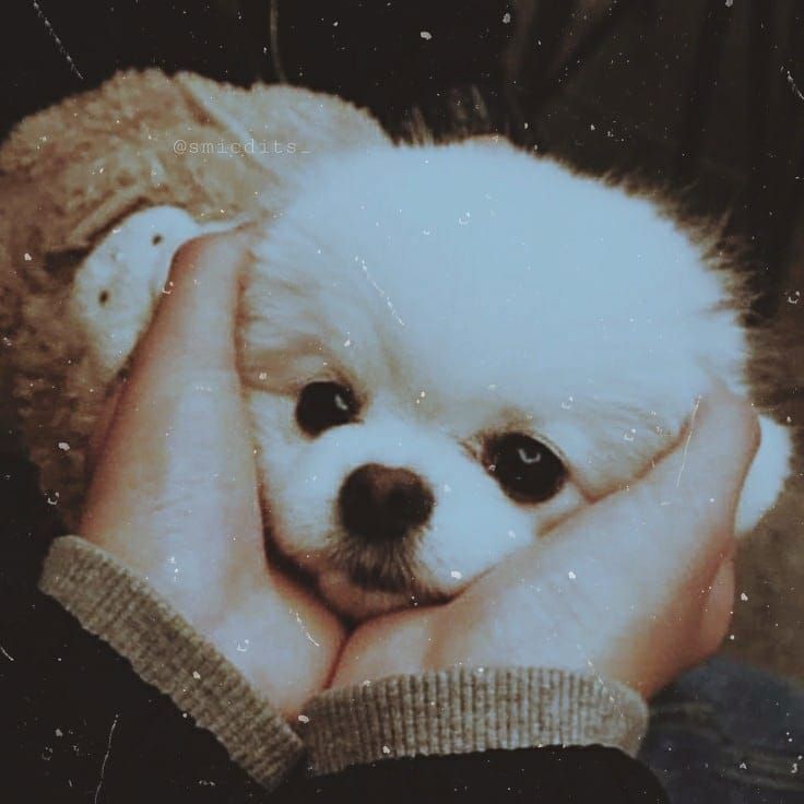 a person holding a small white dog in their hands