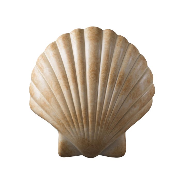 an image of a seashell on a white background