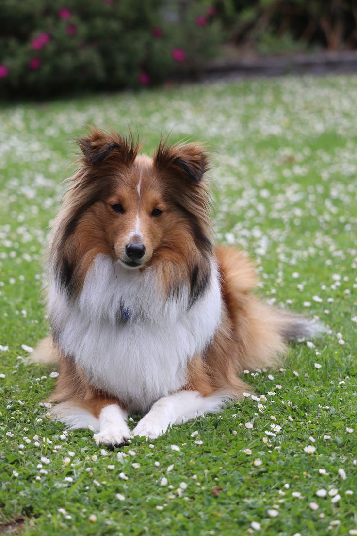 a brown and white dog laying on top of a lush green field