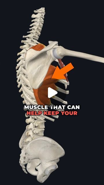 an image of a skeleton with the words muscle that can help keep your body strong