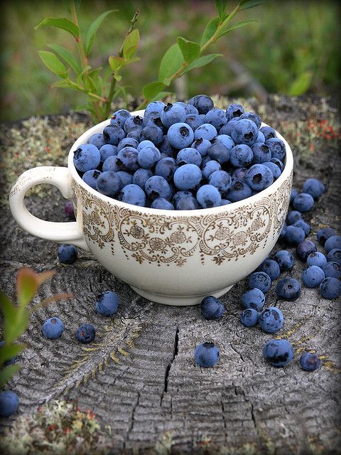 blueberries in a white bowl on a tree stump