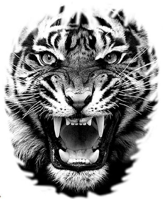 a black and white photo of a tiger's face with it's mouth open