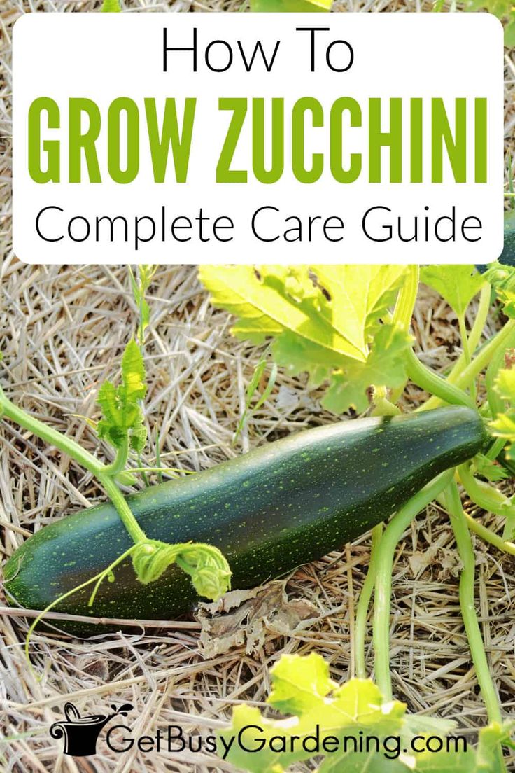 zucchini growing in the garden with text overlay how to grow zucchini complete care guide