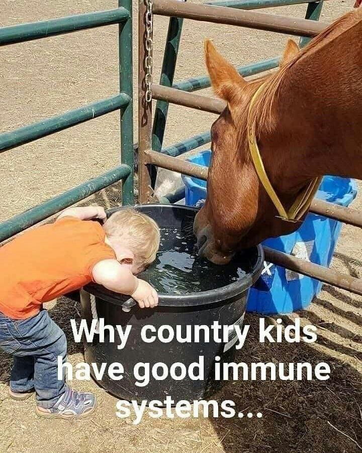 a little boy drinking water from a bucket next to a horse that is eating it