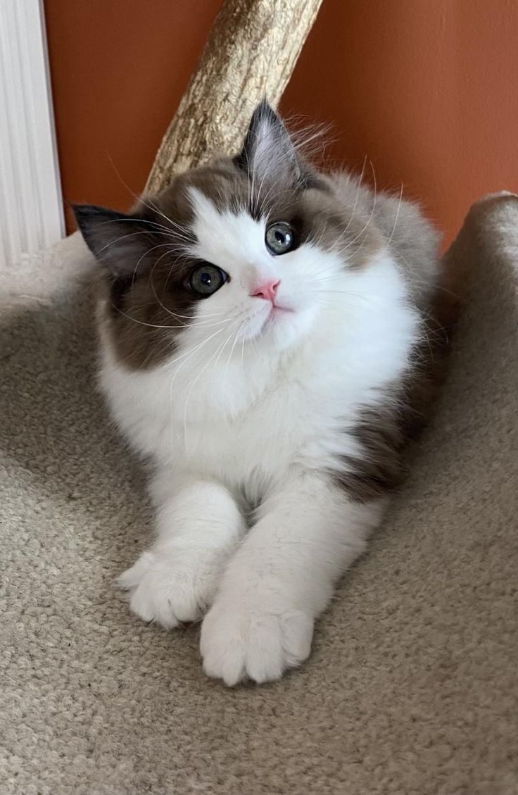 a white and brown cat laying on top of a carpeted floor next to a wall