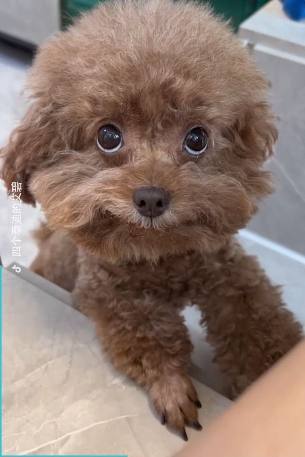 a small brown dog sitting on top of a counter next to a person's hand