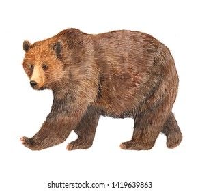 a brown bear walking across a white background