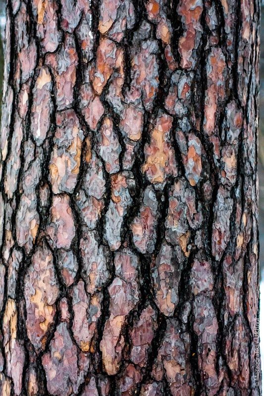 the bark on this tree is brown and black