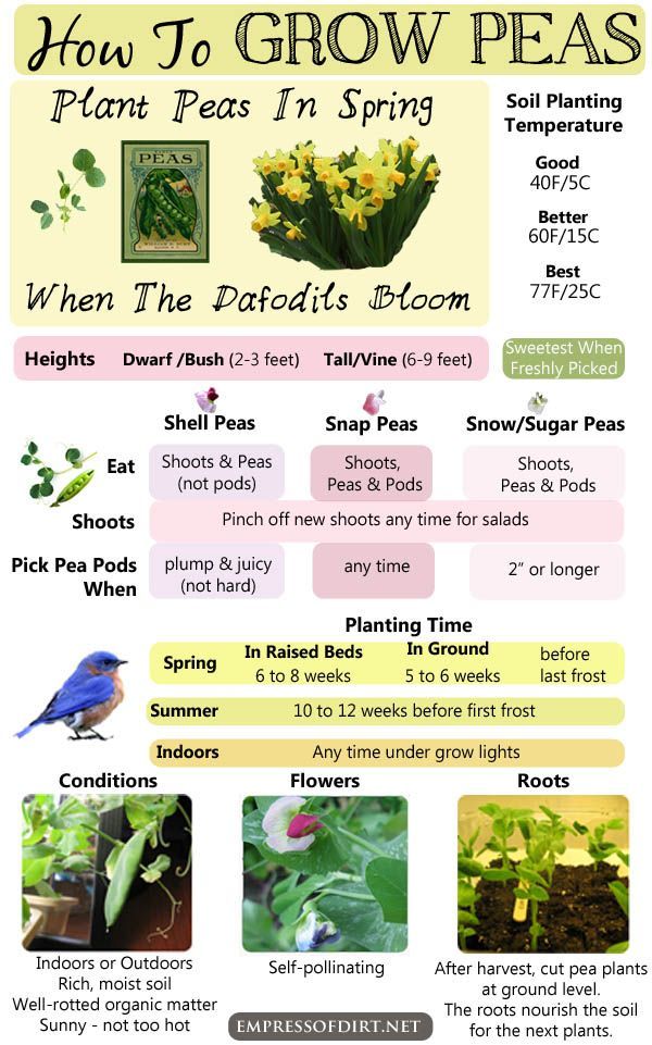 a poster with instructions on how to grow peas in spring and what to do about them