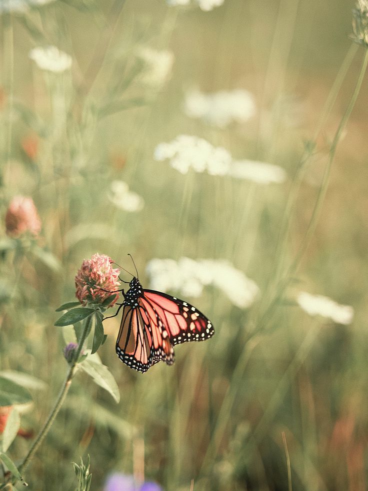 Monarch Butterfly Butterflies Braids, Monarch Photography, Monarch Butterfly Aesthetic, Monarch Butterflies Photography, Nails Butterflies, Background Butterflies, Drawing Butterflies, Tattoo Butterflies, Wallpaper Butterflies