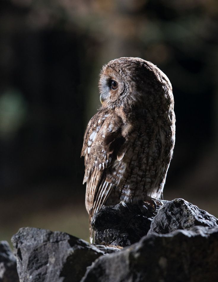 an owl sitting on top of a pile of rocks