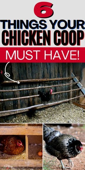 chicken coops with the words 6 things your chicken coop must have