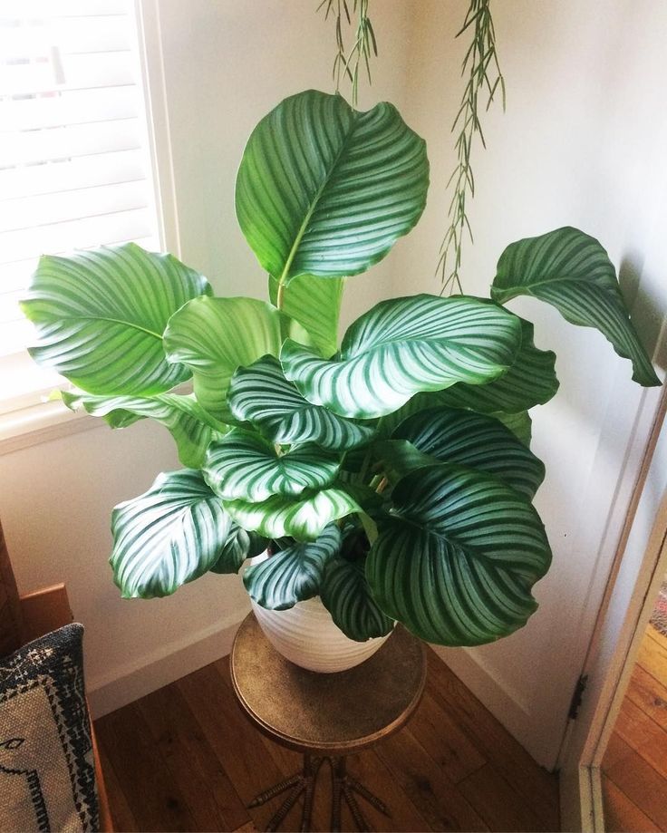 a potted plant sitting on top of a table