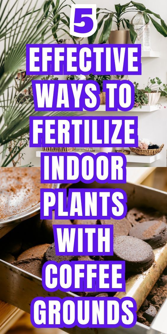 5 Effective Ways To Fertilize Indoor Plants With Coffee Grounds, Coffee 
Grounds Fertilizer Techniques, Using Coffee Grounds As Plant Fertilizer, 
Best Practices for Fertilizing Indoor Plants with Coffee Grounds, Tips for 
Using Coffee Grounds to Fertilize Indoor Plants Coffee Fertilizer Plants, What Plants Like Coffee Grounds, Coffee Grounds Garden, Coffee Grounds For Plants, Indore Plants, Coffee Grounds As Fertilizer, Benefits Of Indoor Plants, Plant Jungle, Plants Care