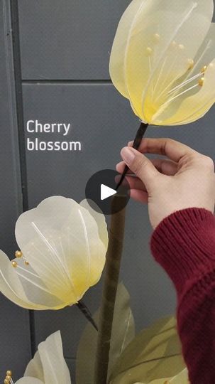 a person holding a flower in front of a sign that says cherry blossom on it