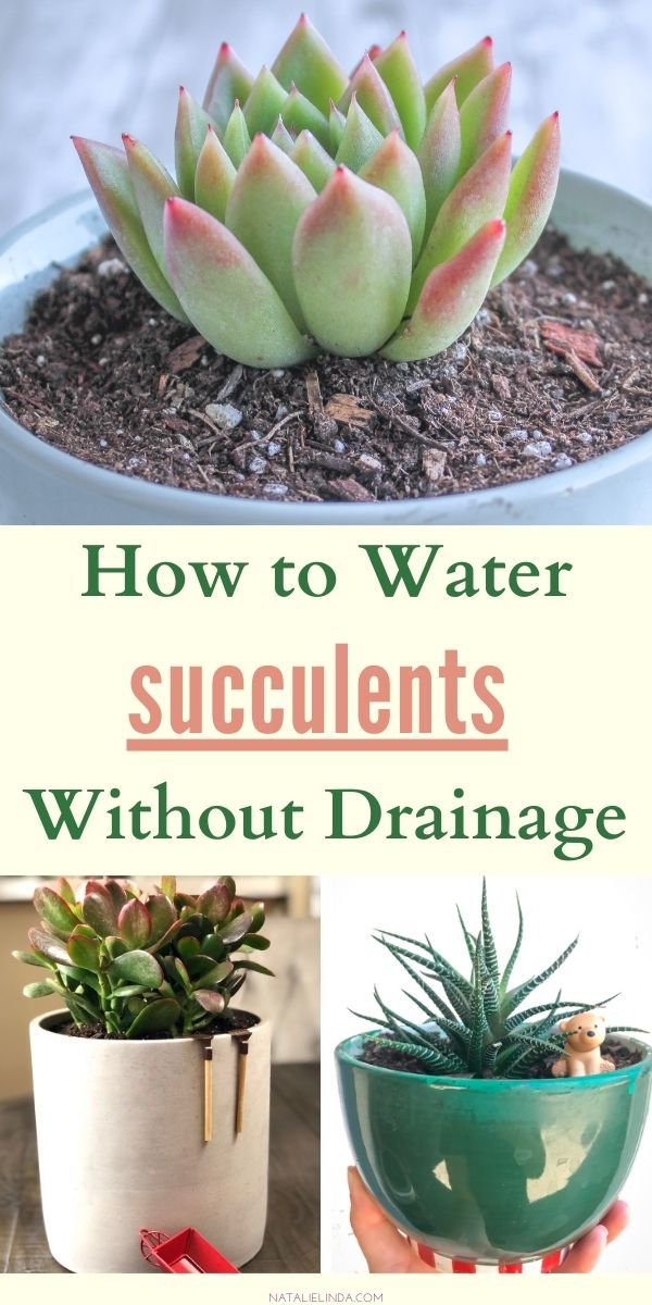 how to water succulents without drainage in the garden or yard with this simple guide