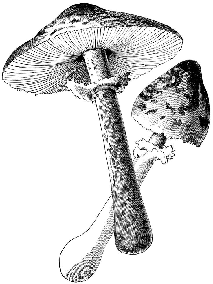 a drawing of two mushrooms on a white background