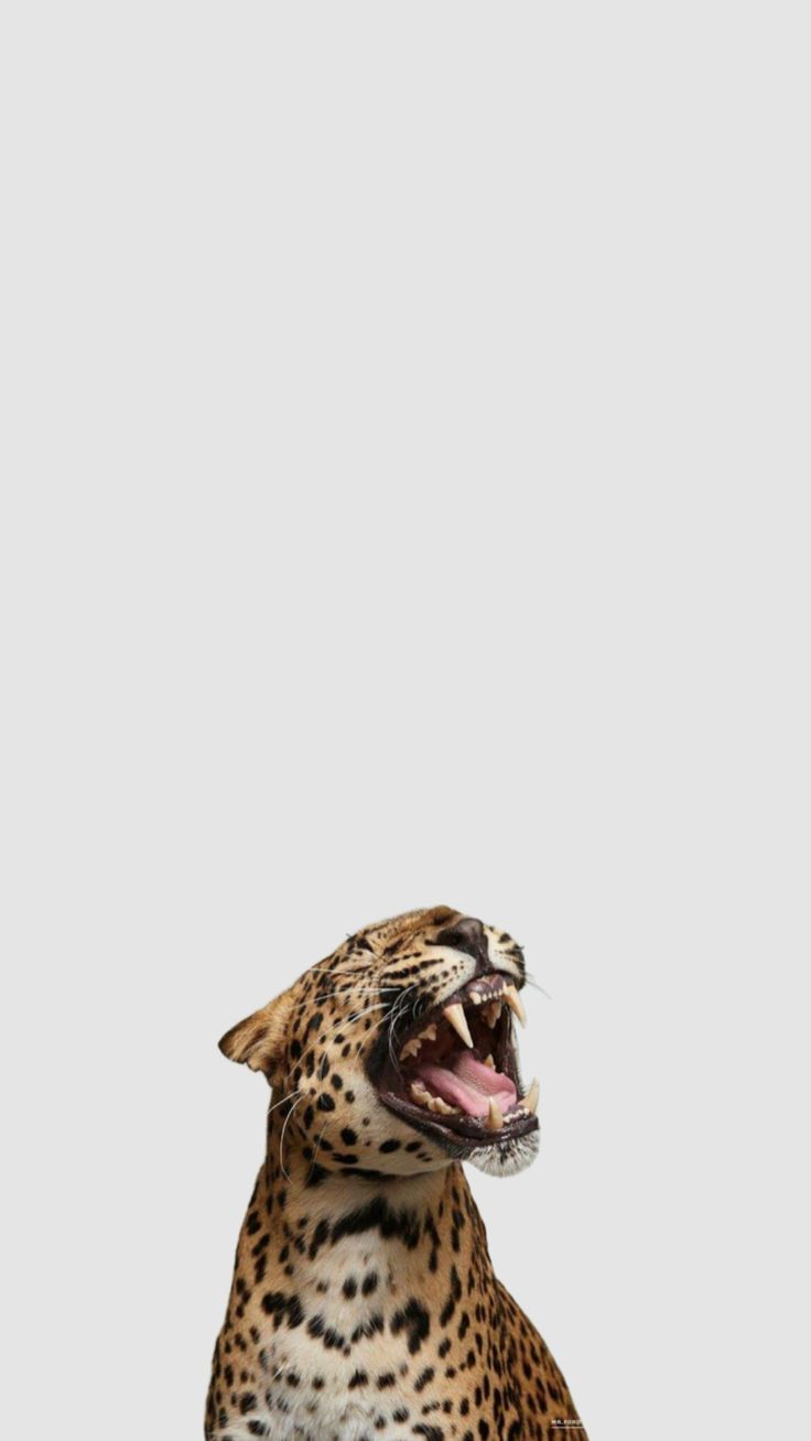 a cheetah yawns while sitting on the ground with its mouth open