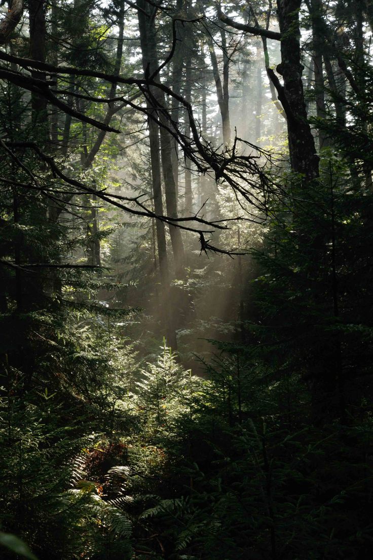 the sun is shining through the trees in the forest