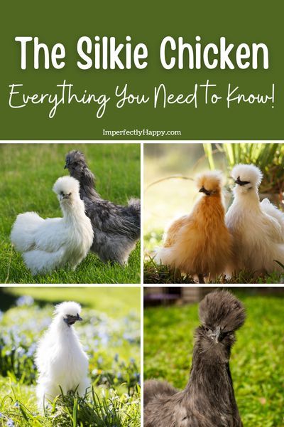 four different pictures of chickens in the grass with text that reads, the silk chicken everything you need to know