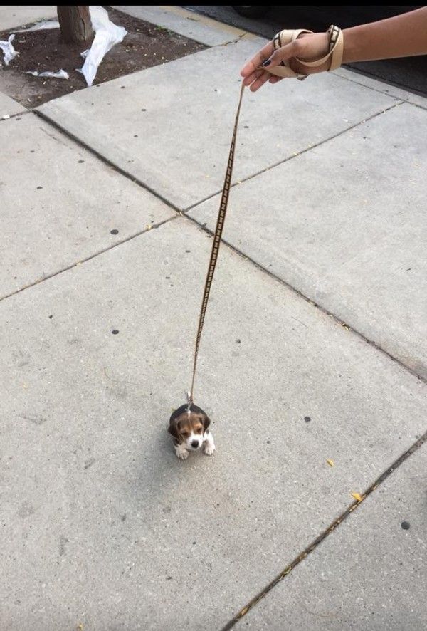 a small dog on a leash being held by someone's hand while walking it down the sidewalk