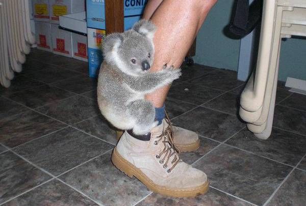 a person holding a koala on their foot