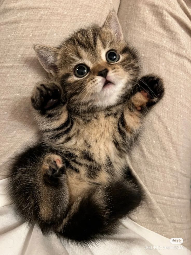 a small kitten sitting on top of a white bed covered in sheets and pillows with its paws up