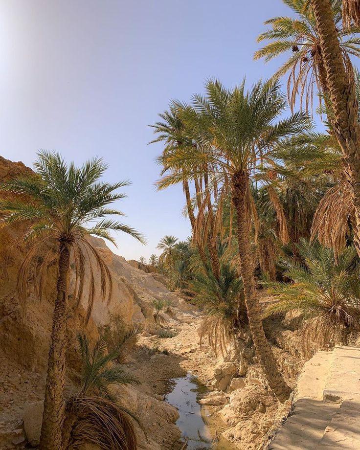 palm trees in the desert with water running through them