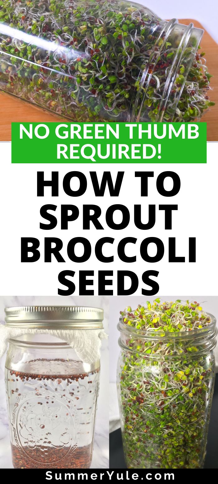 an easy way to eat more greens grow broccoli sprouts indoors in jars