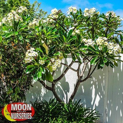 a tree with white flowers in front of a fence