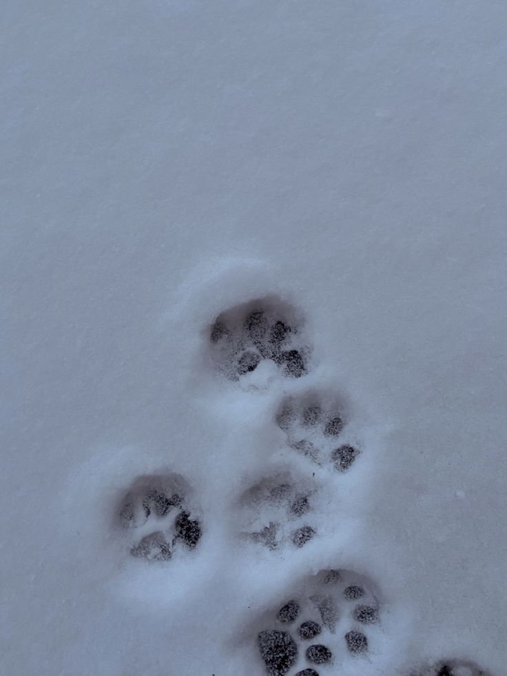 an animal's paw prints in the snow