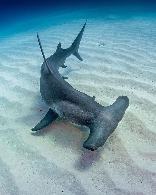 a large shark laying on top of a sandy bottom