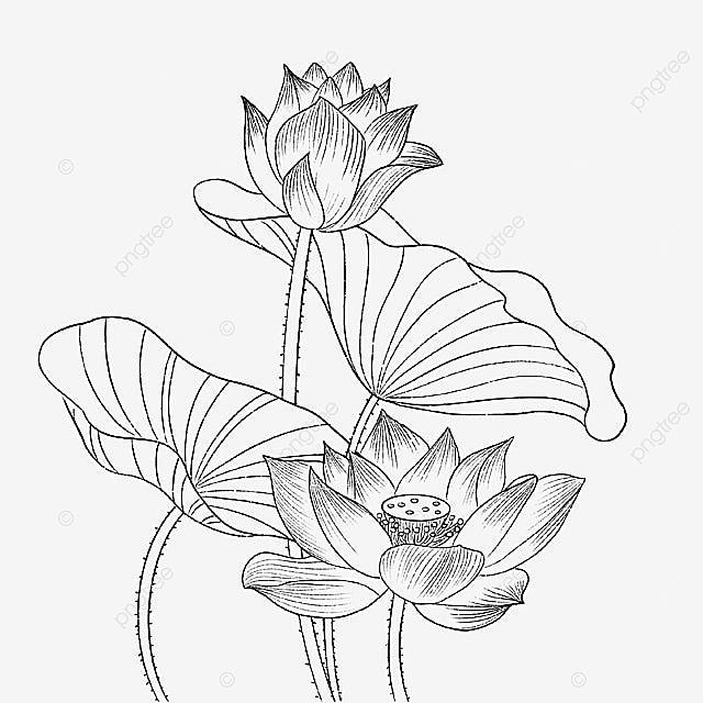 a drawing of two lotus flowers with leaves in the foreground and one flower on the right