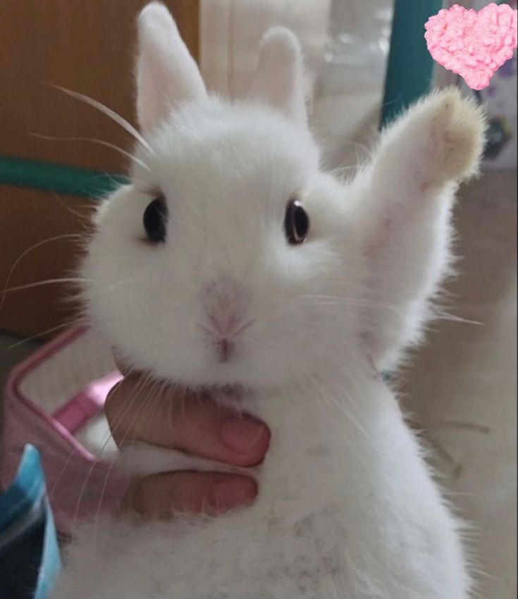 a person holding a small white rabbit in their hand and looking at it's camera