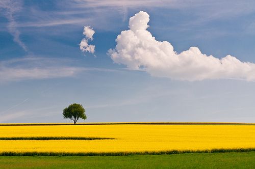 a lone tree stands in the middle of a yellow field with blue skies and white clouds