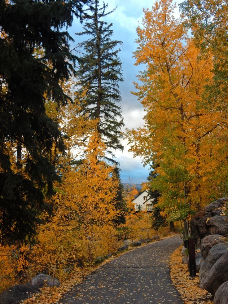 a road surrounded by trees with yellow and orange leaves on the ground next to rocks