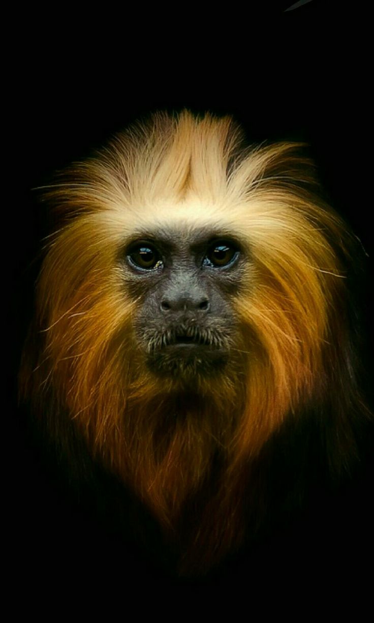 an orange and white monkey with long hair on it's head, looking at the camera