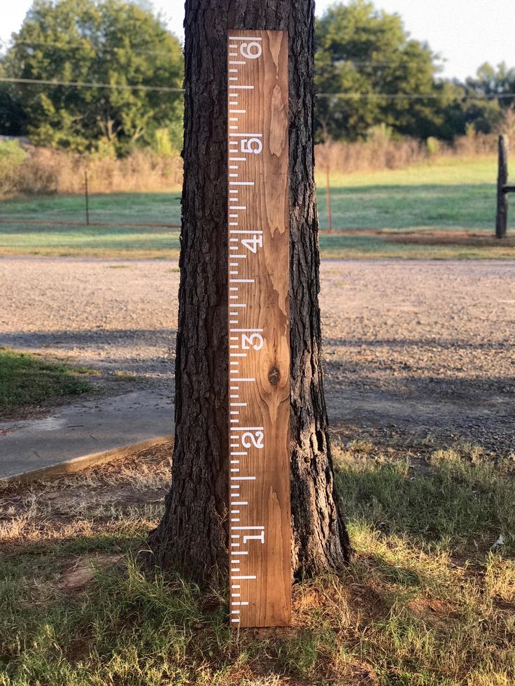 a tall wooden ruler sitting next to a tree