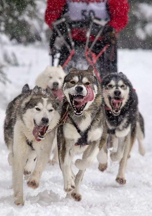 a sled pulled by dogs in the snow with its mouth open and tongue out