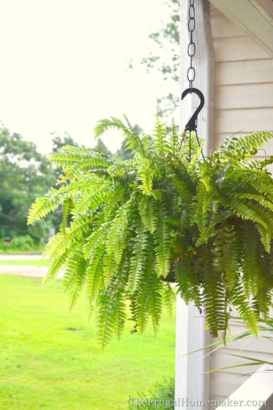 a plant hanging from the side of a house in front of a porch with grass