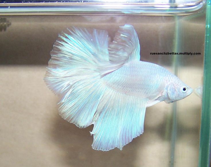 a white siamese fish swimming in an aquarium