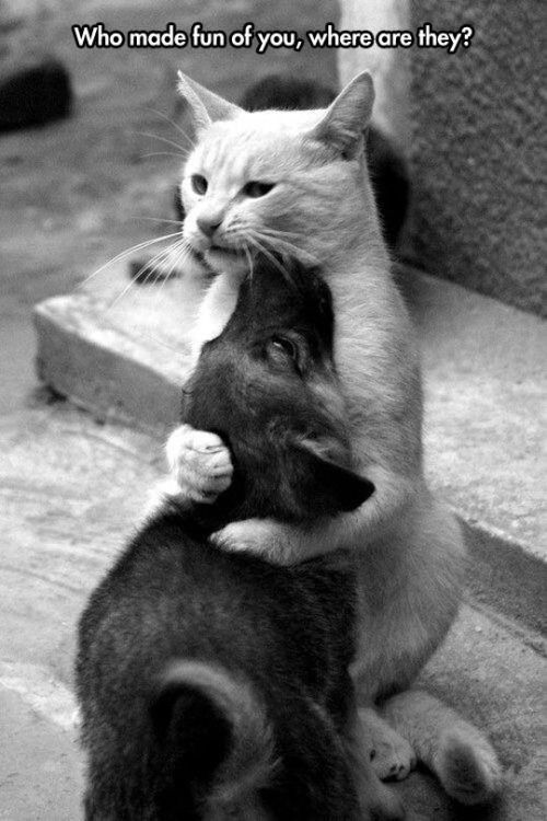 an orange and white cat sitting on top of another cat