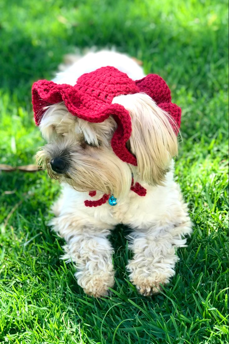 a small dog with a red hat on it's head standing in the grass