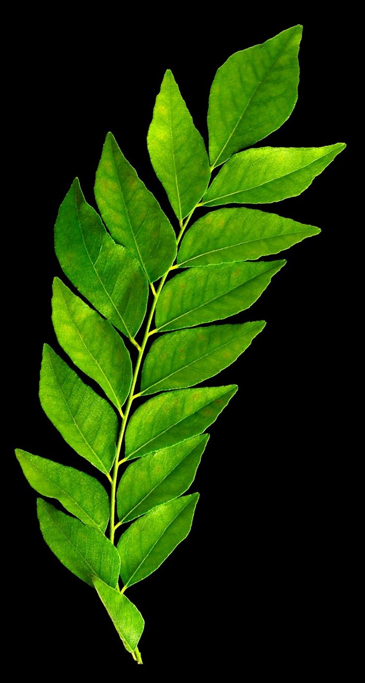 a green leaf on a black background