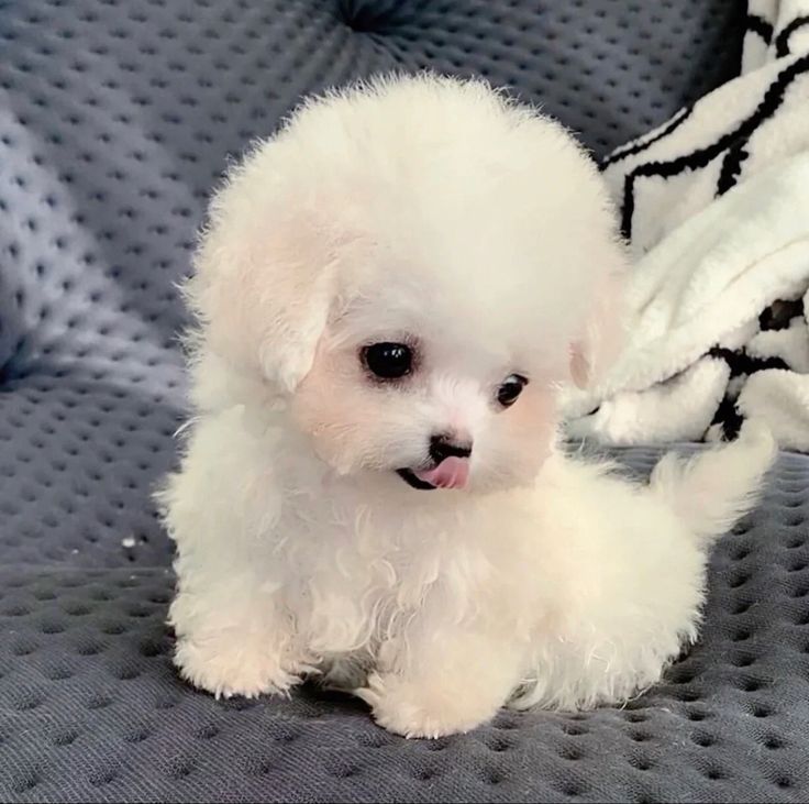 a small white dog sitting on top of a gray couch next to a black and white blanket