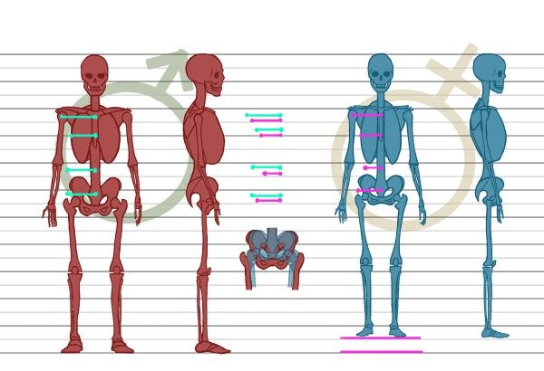 the human body is shown with different muscles and their corresponding parts, including the skeleton